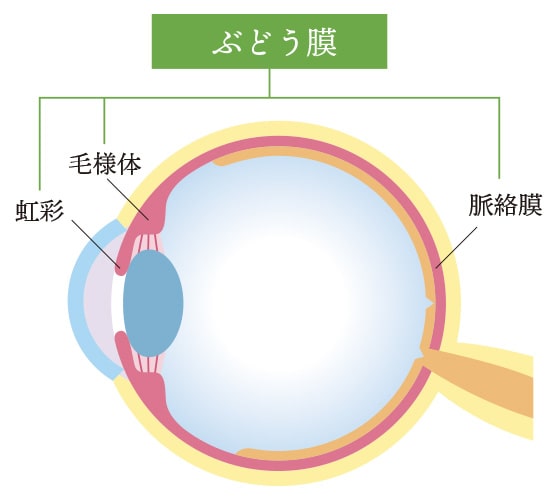 ぶどう膜炎のイメージ画像